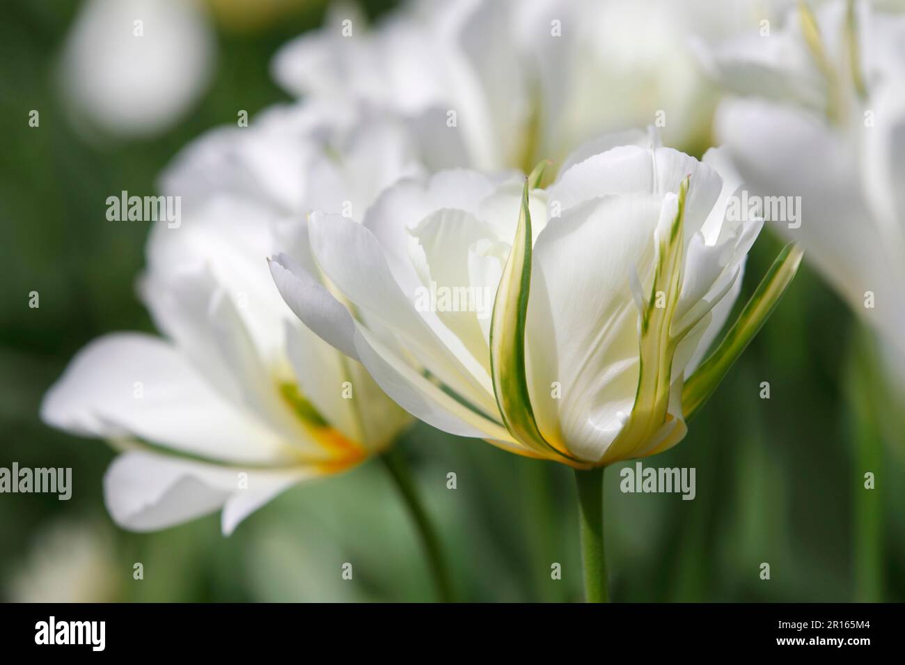 Tulipe de Fosteriana, variété exotique Empereur (Tulipa fosteriana) Banque D'Images