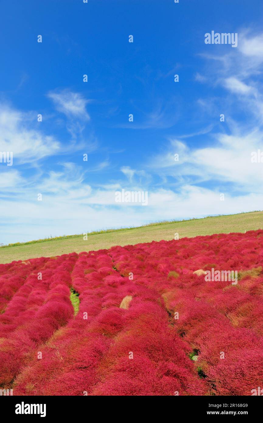 Herbe à poux en fleurs sur la colline de Miharashi Banque D'Images