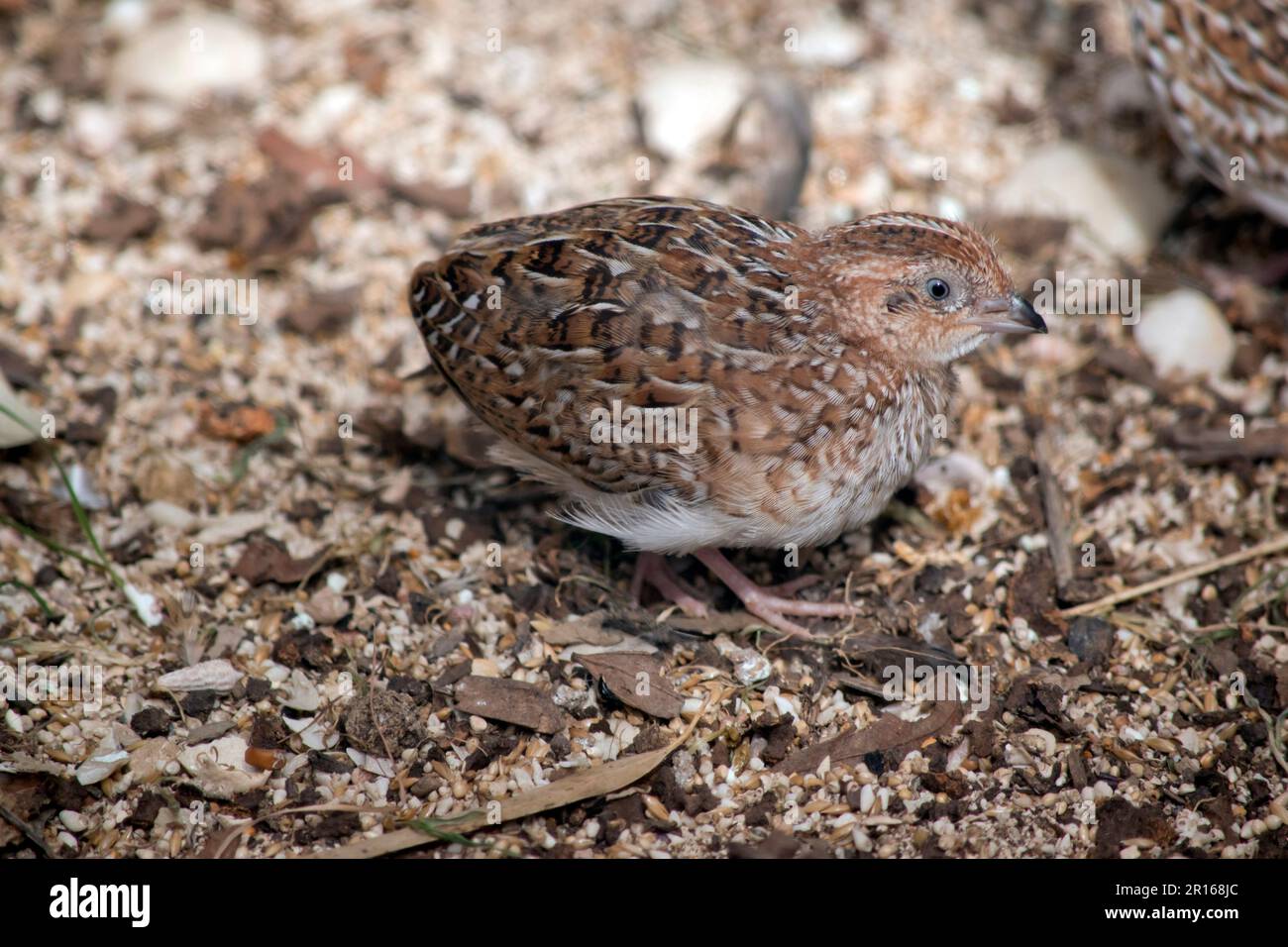 La caille Stubble est une grande caille à relief avec des parties supérieures rayées gris-brun et un dessous crème. Banque D'Images