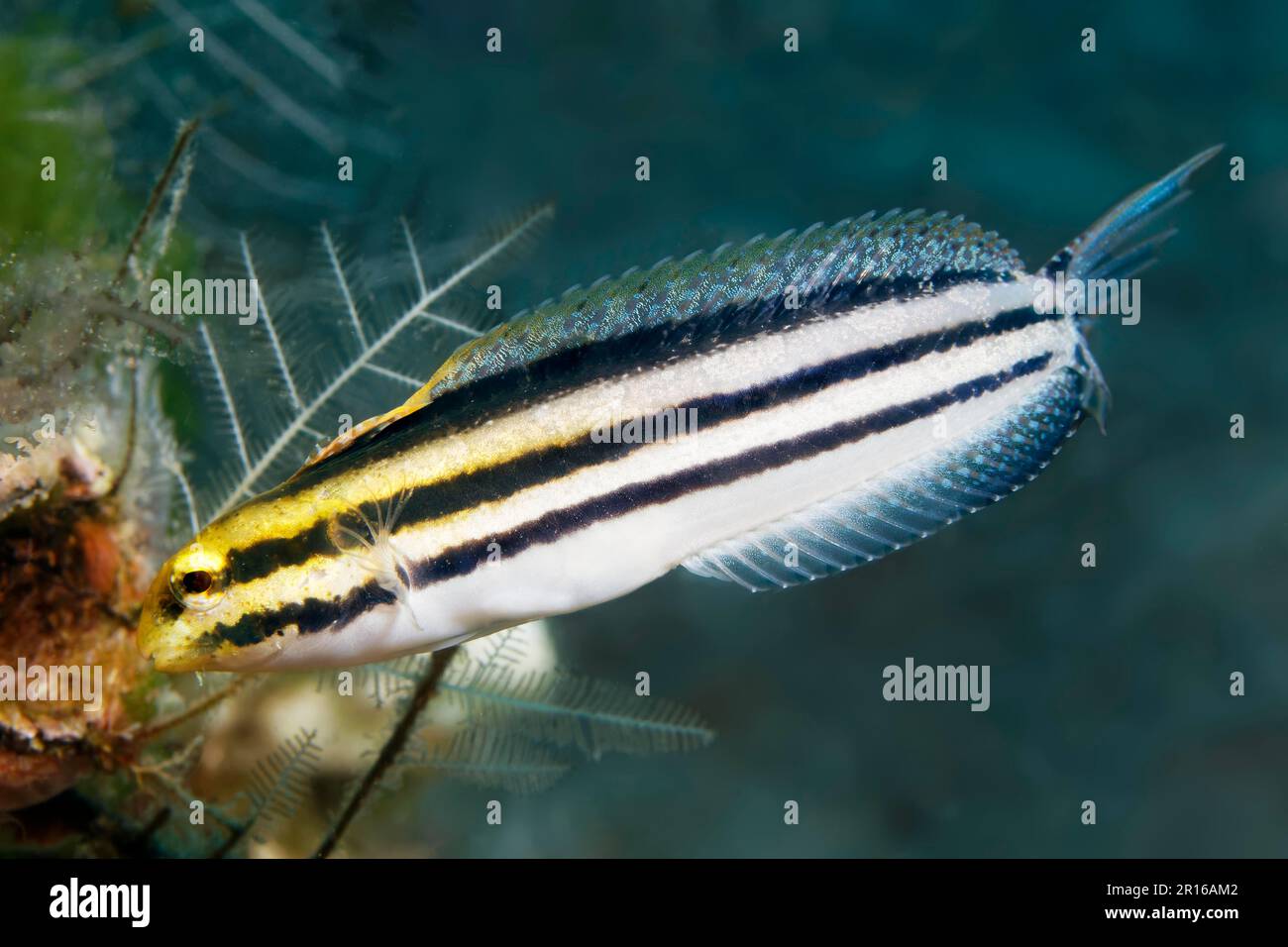 Lenny mimicry à rayures (Petroscirtes breviceps), devant son tube, la mer de Sulu, l'océan Pacifique, le paysage-bord de mer protégé de l'île d'Apo, Negros Banque D'Images