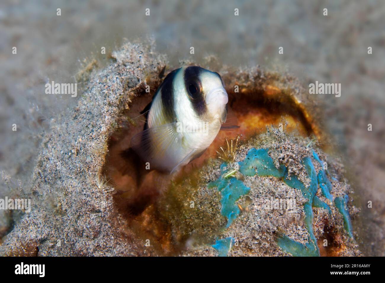 Kuiters damégoïste (Chrysiptera kuiteri), Mer de Sulu, Océan Pacifique, paysage-mer protégé de l'île d'Apo, Negros, Iles Visayas, Philippines Banque D'Images