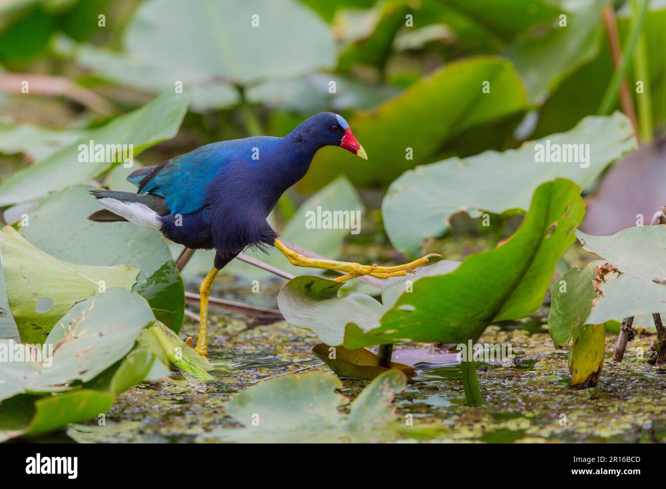 Pygmée Gallinule, Floride (Porphyrula martinica) Banque D'Images