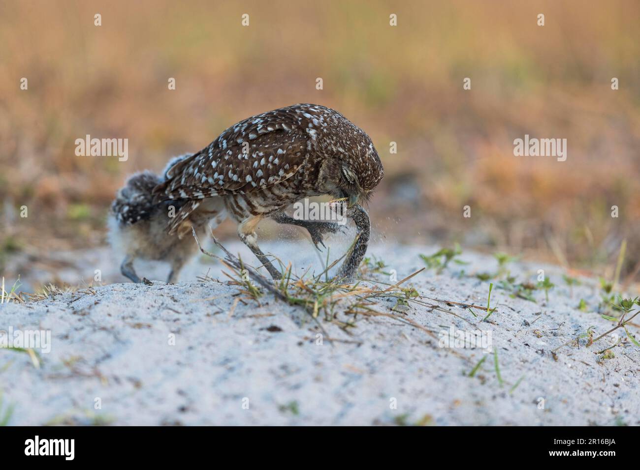 Hibou des terriers (Athene cunicularia) avec serpent, Floride Banque D'Images