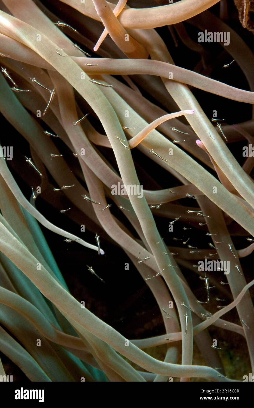 Jeunes crevettes dans l'anémone des oeillets (Anemonia viridis), mer Méditerranée, océan Atlantique est Banque D'Images