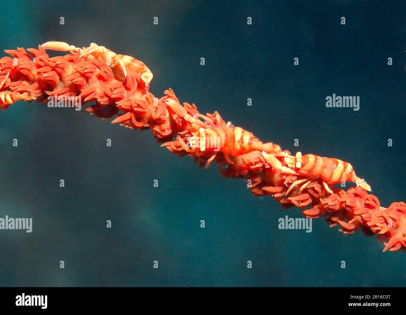 Fouetter la crevette de corail, la crevette partenaire (Pontonides unciger), Philippines Banque D'Images