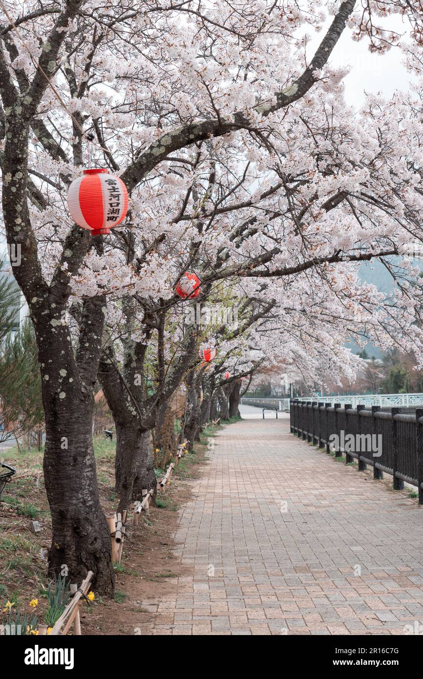 KAWAGUCHIKO, JAPON - 7 AVRIL 2023 : floraison de cerisiers Sakura dans le parc par temps nuageux Banque D'Images