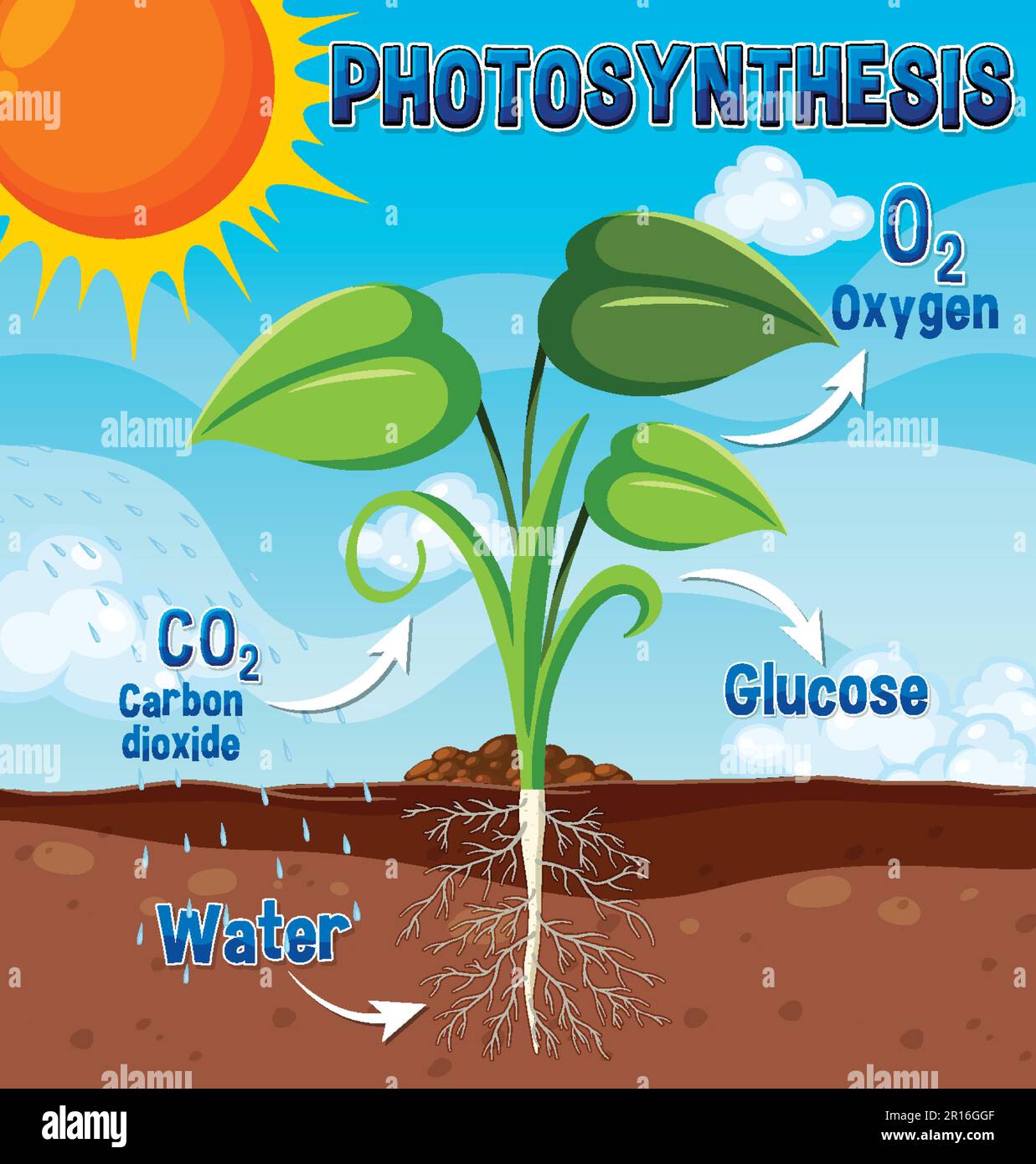 Diagramme de la photosynthèse pour illustration de l'enseignement de la biologie et des sciences de la vie Illustration de Vecteur
