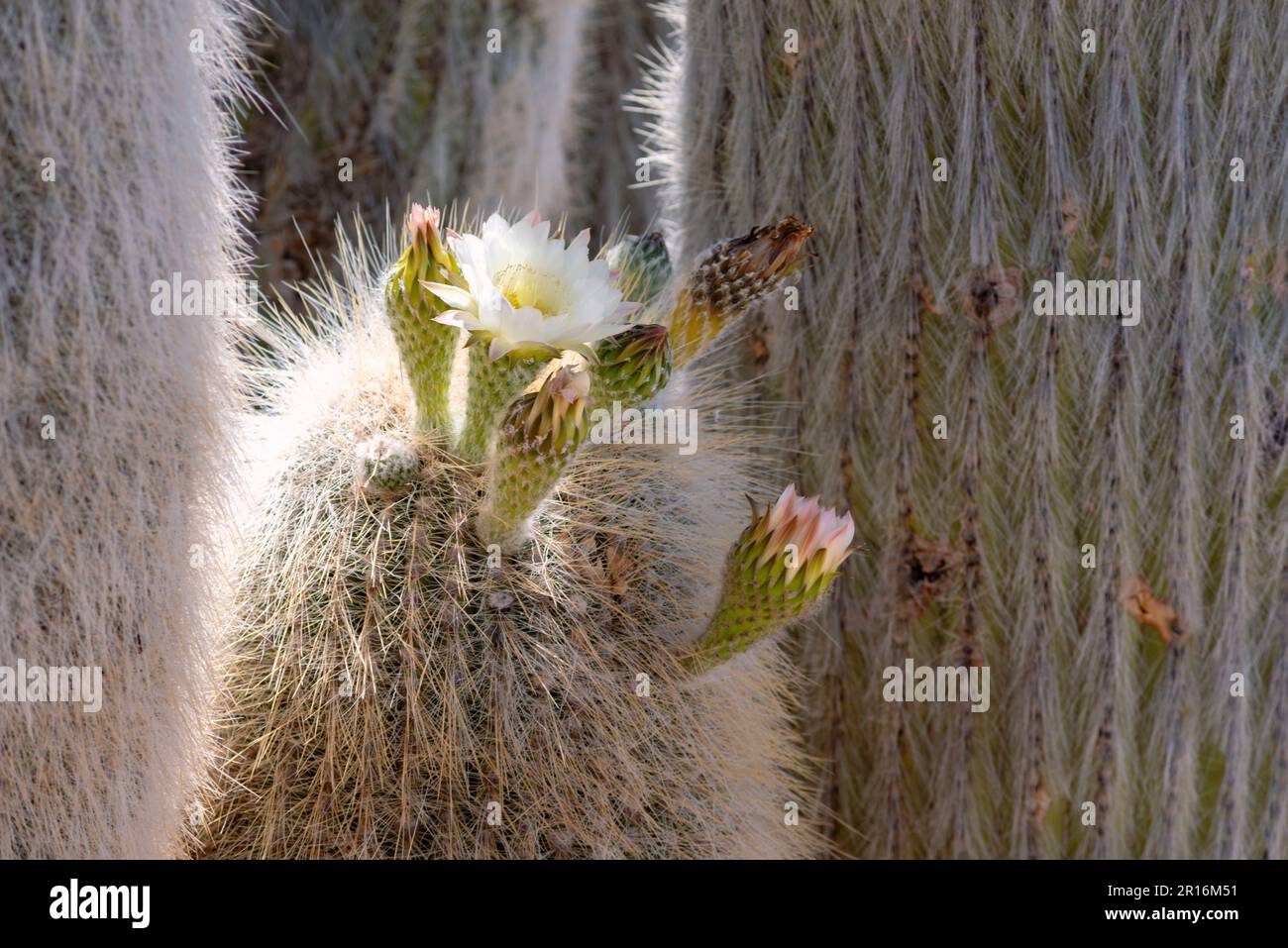 Concentrez-vous sur les cactus fleuris sur la célèbre île d'Incahuasi, dans les salins d'Uyuni en Bolivie Banque D'Images Concentrez-vous sur les cactus fleuris sur la célèbre île d'Incahuasi, dans les salins d'Uyuni en Bolivie Banque D'Images