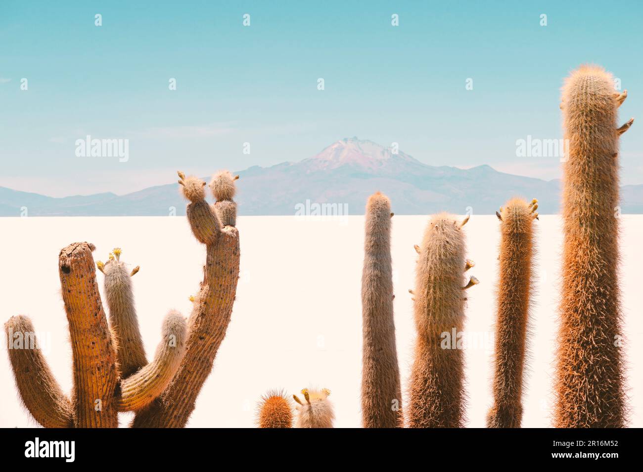 Paysage ensoleillé et lumineux de la forêt de salines d'Uyuni, avec accent sur les cactus géants Banque D'Images Paysage ensoleillé et lumineux de la forêt de salines d'Uyuni, avec accent sur les cactus géants Banque D'Images