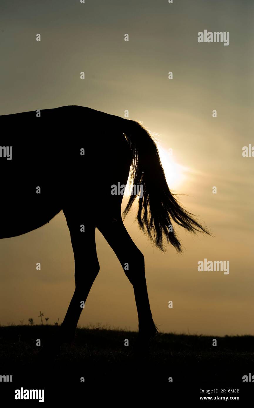 Silhouette de la queue du cheval Misaki Asahi Banque D'Images