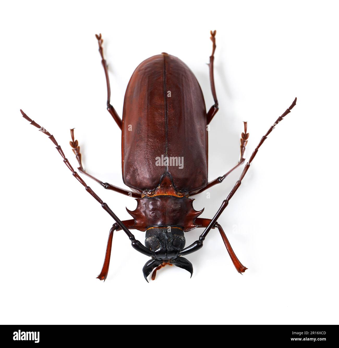 Vue de dessus, coléoptère et insecte avec biologie naturelle, coquille dure ou animal isolé sur fond blanc studio. Zoom, nature ou insectes avec la faune Banque D'Images