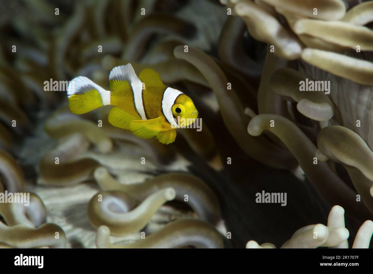 Un jeune anemonefish mauricien (Amphiprion chrysogaster) Banque D'Images