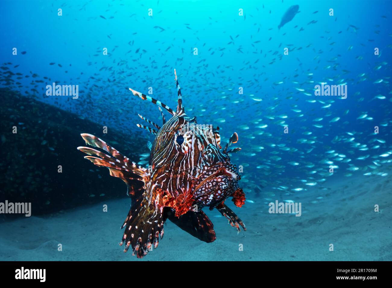 Un lionfish (Pterois sp.) Nager autour de la petite épave du Tug II sur la côte ouest de Mauriitus. Banque D'Images