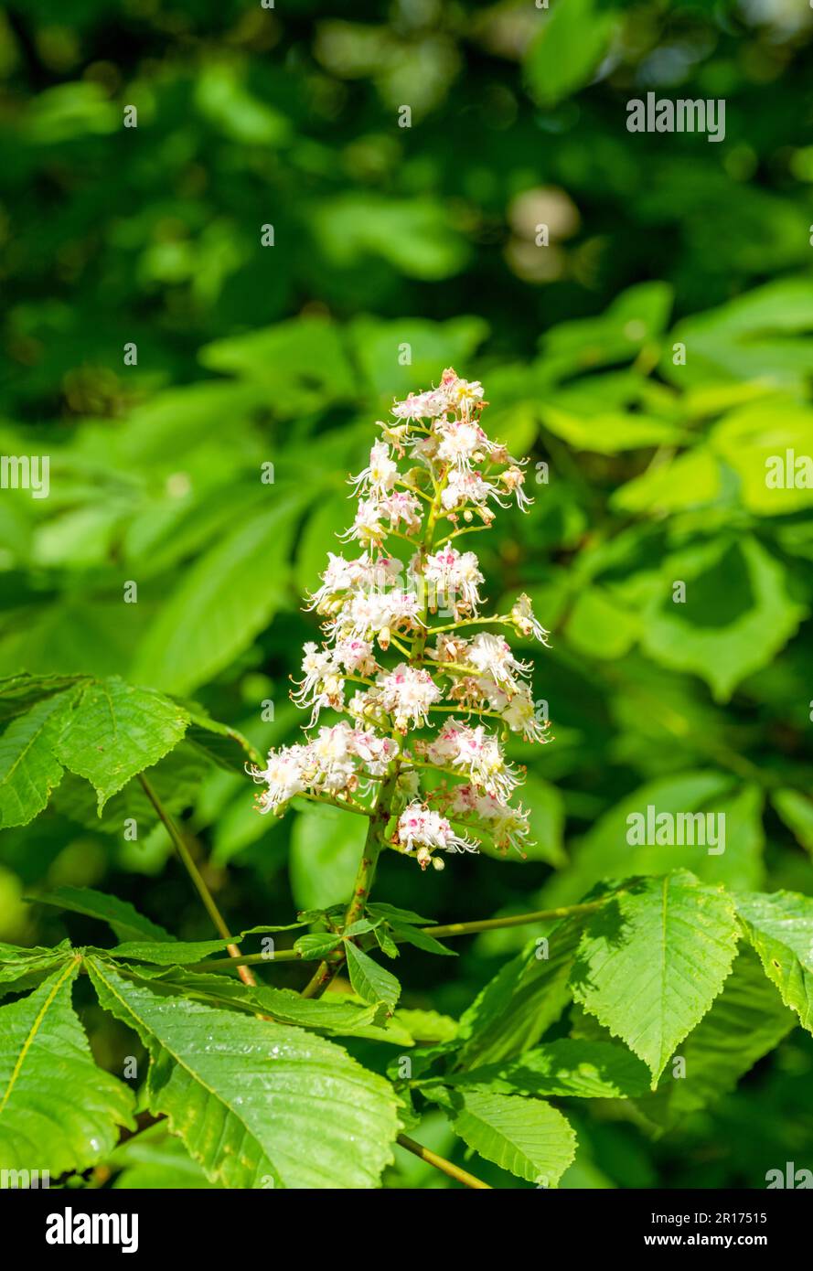 Un gros plan de la pointe de fleur blanche de l'arbre de Chestnut à cheval, (Aesculus hippocastanum) Banque D'Images