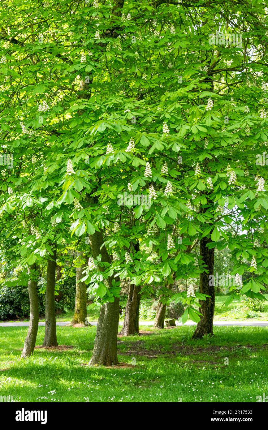 Un arbre de châtaignier à cheval, (Aesculus hippocastanum), au printemps, recouvert de pointes de fleurs blanches Banque D'Images