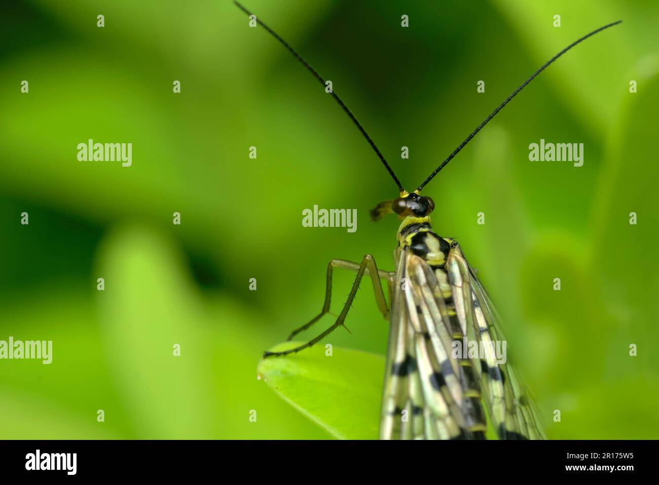 Single Common Scorpionfly (Panorpa communis) assis sur une feuille, repos, insectes, macro photographie, biodiversité, entomologie Banque D'Images