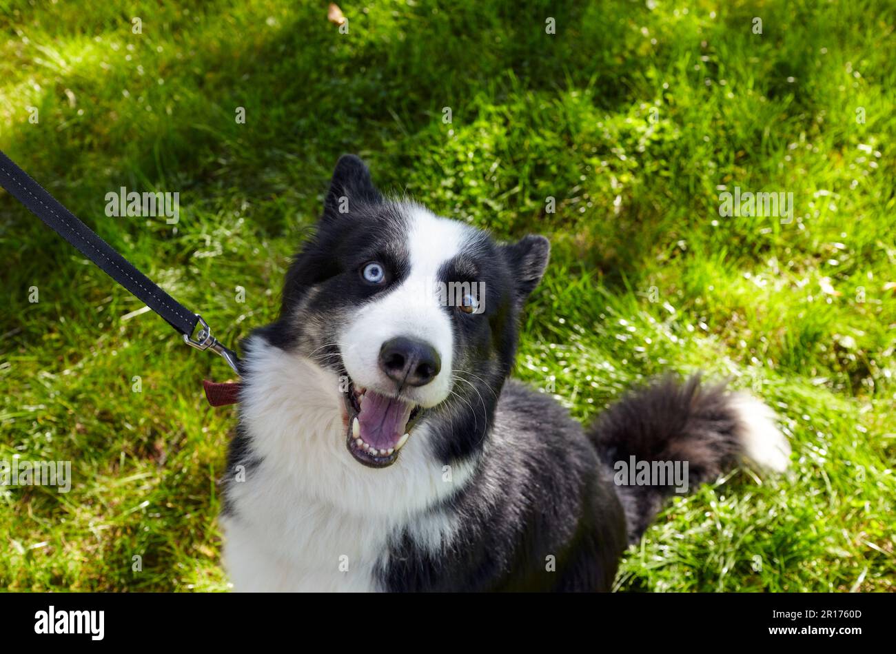 laika sibérien dans le parc d'automne. Chien sur la promenade de la nature Banque D'Images