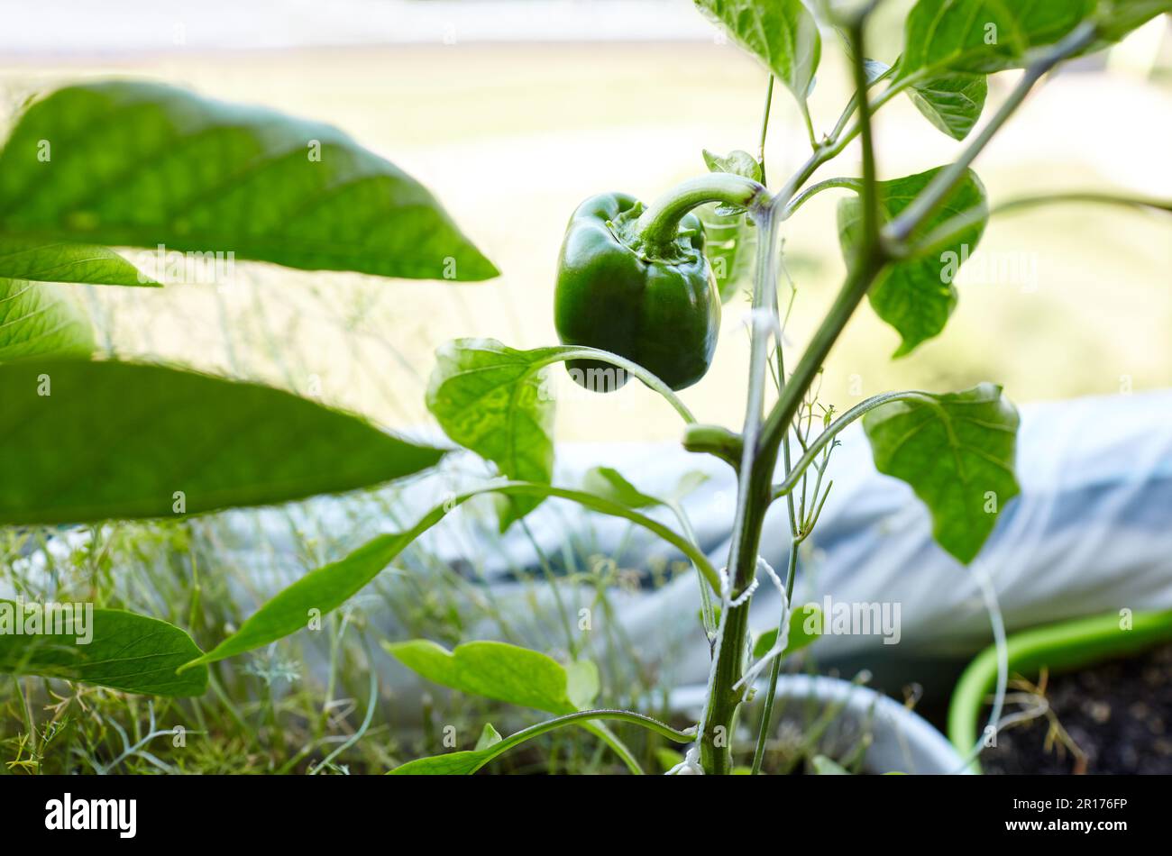 Les poivrons verts poussent dans une serre. Culture de légumes frais à la ferme Banque D'Images