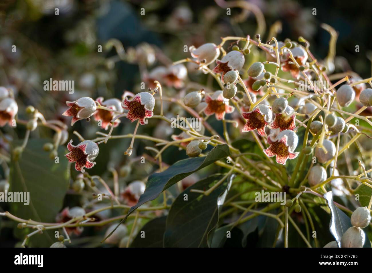 Délicate brachychiton populneus ou bouteille arbre ou Kurrajong en forme de cloche fleurs gros plan. Mise au point sélective Banque D'Images