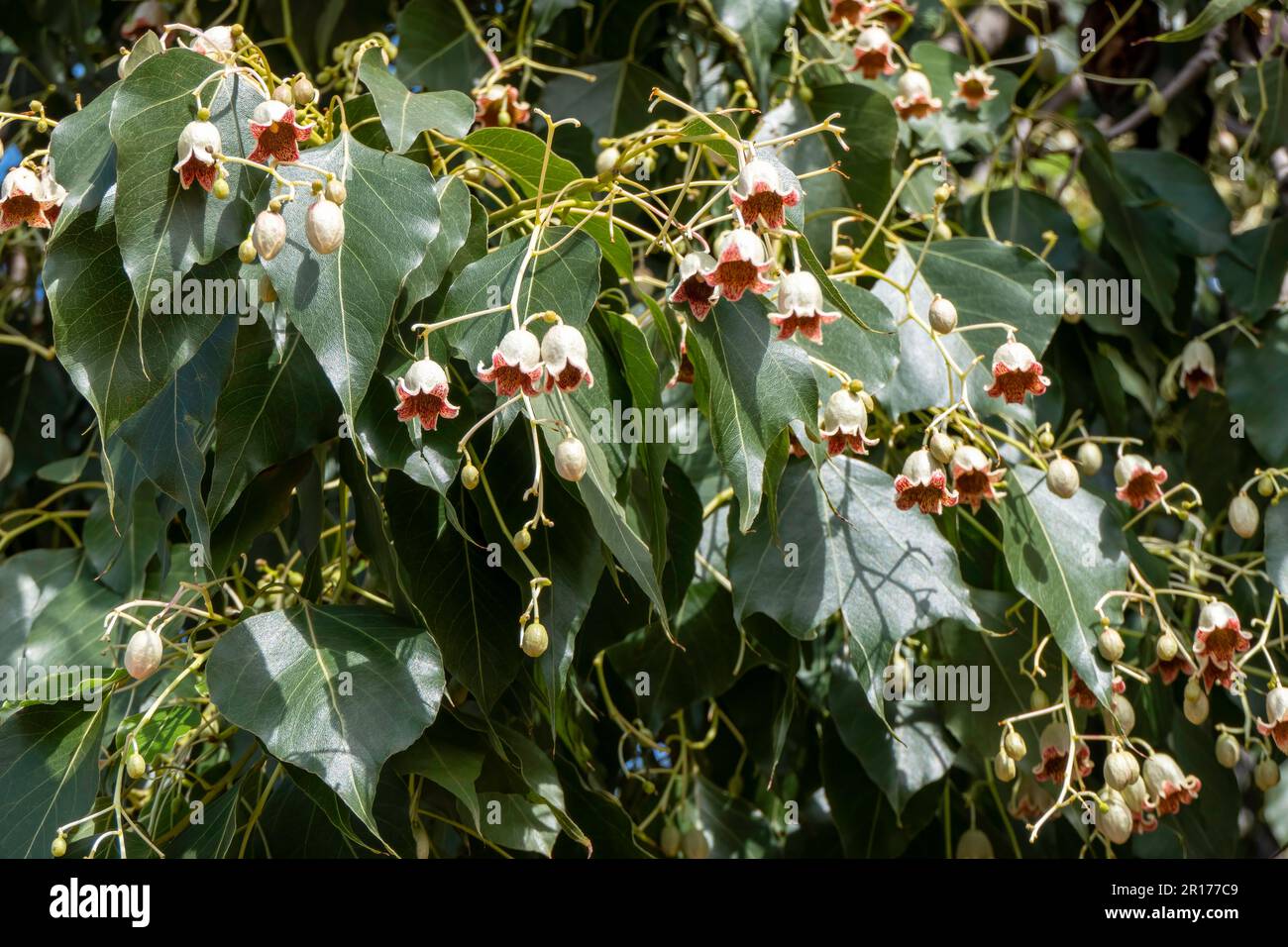 Délicate brachychiton populneus ou bouteille arbre ou Kurrajong en forme de cloche fleurs gros plan. Mise au point sélective Banque D'Images