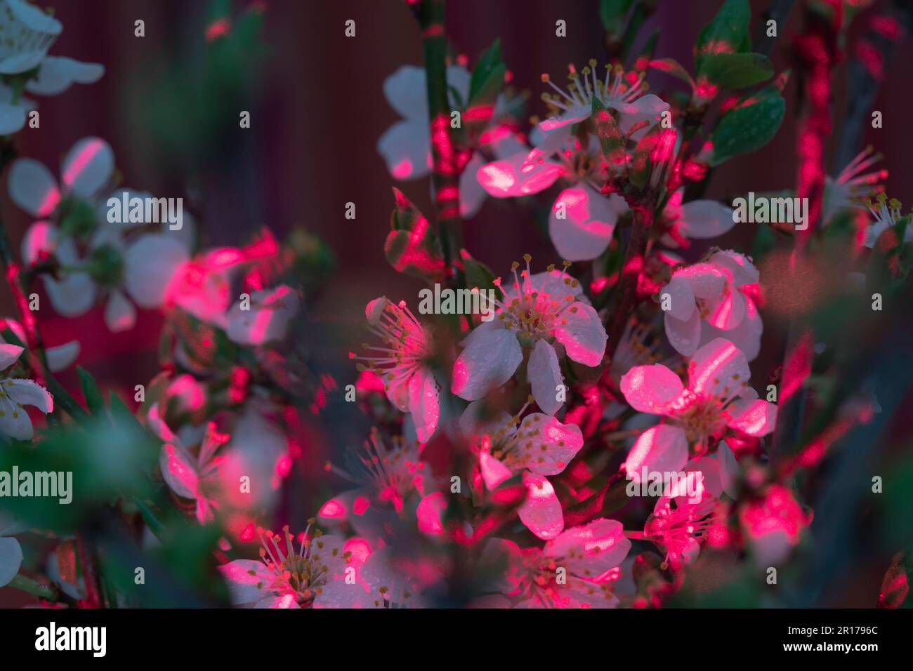 Branches de sakura en fleur avec des rayons rouges sur fond noir Banque D'Images