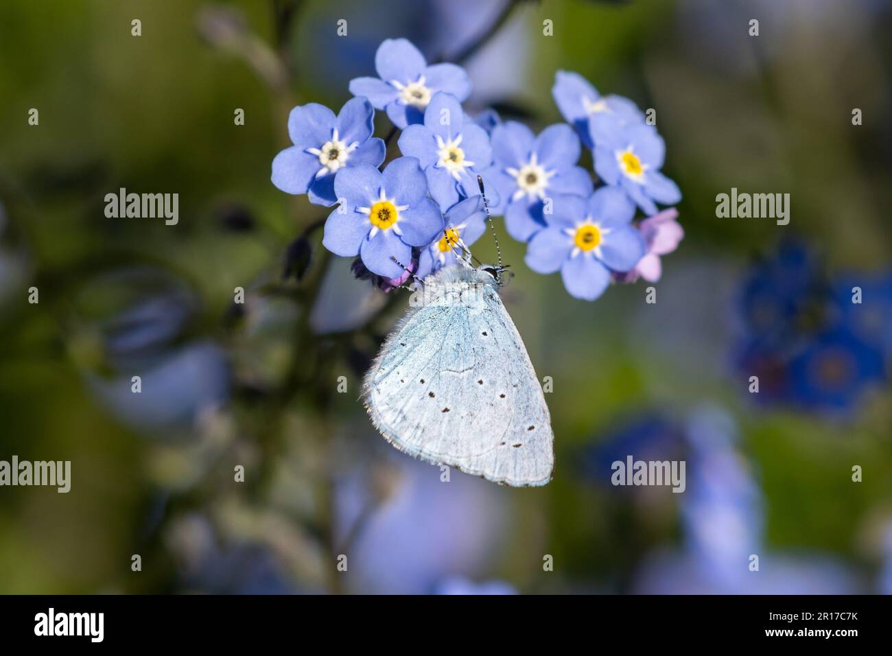 Un papillon bleu Holly, Celastrina argiolus, se nourrit de fleurs oubliées-me-pas à Sussex, Royaume-Uni Banque D'Images
