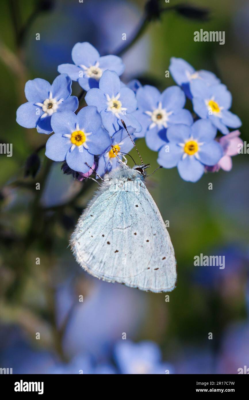 Un papillon bleu Holly, Celastrina argiolus, se nourrit de fleurs oubliées-me-pas à Sussex, Royaume-Uni Banque D'Images