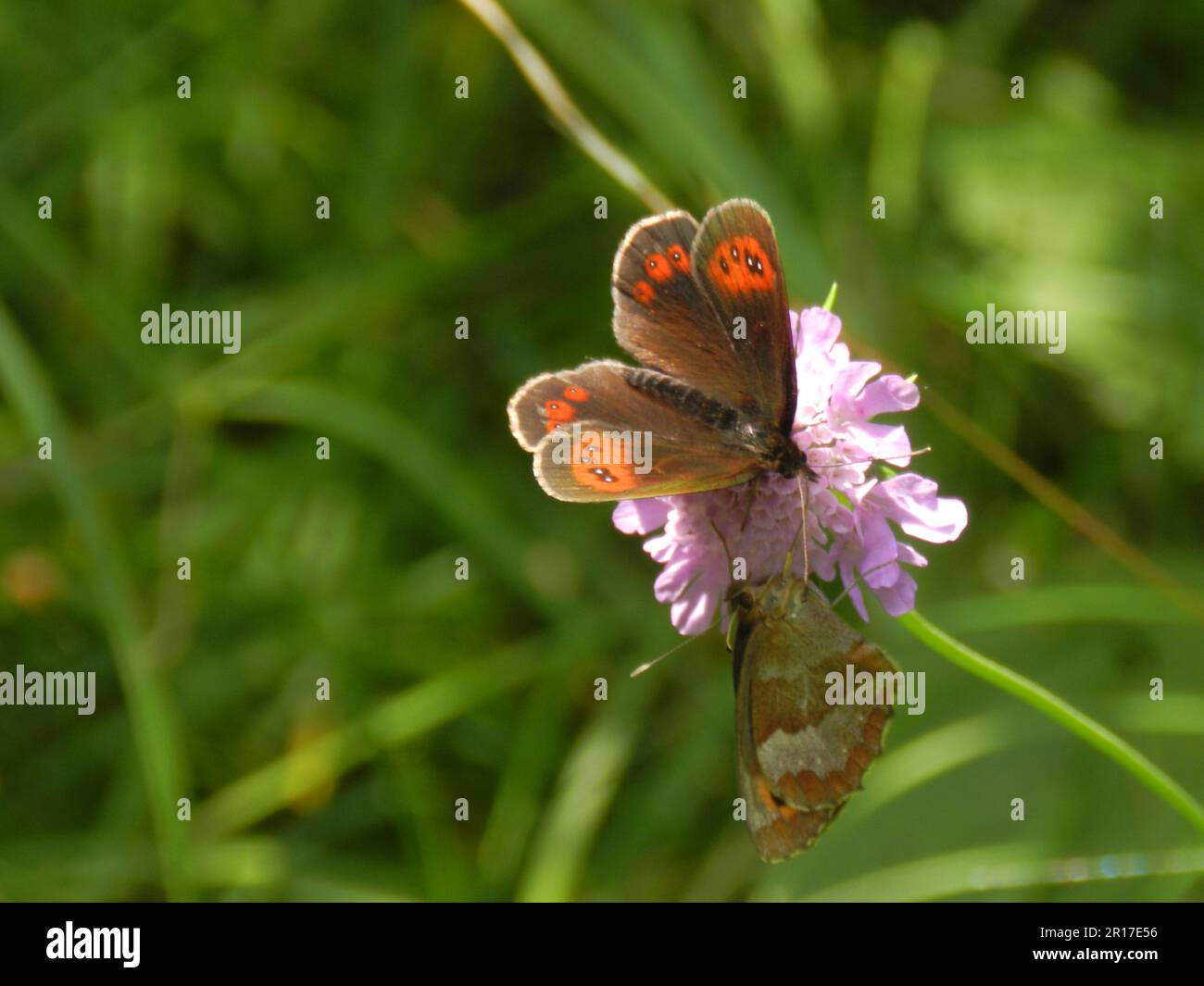 Allemagne, haute-Bavière, Mittenwald: Papillon de ringlet boisé (Erebia medusa) et papillon brun de prairie (Maniola jurtina) sur la fleur scabieuse sur Mo Banque D'Images