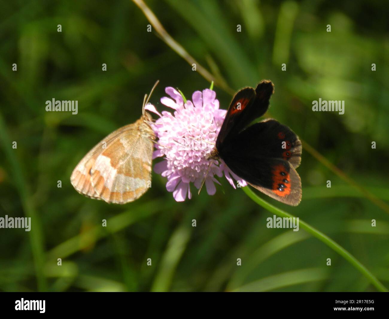 Allemagne, haute-Bavière, Mittenwald: Papillon de ringlet boisé (Erebia medusa) et papillon brun de prairie (Maniola jurtina) sur la fleur scabieuse sur Mo Banque D'Images