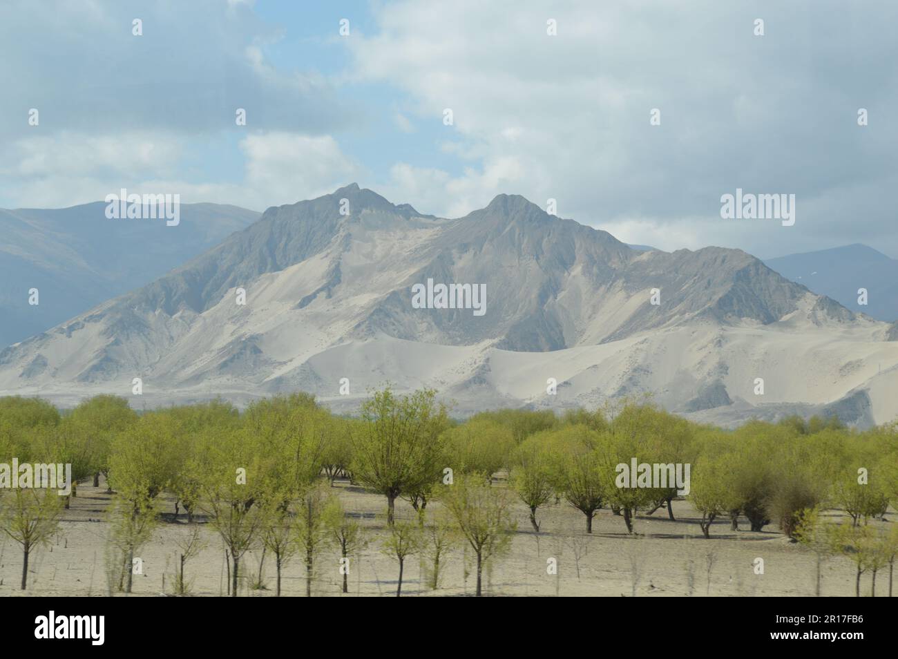 République populaire de Chine, Tibet : plantation de peupliers dans la vallée de Yarlung Tsangpo/Brahmaputra. Près de Tsetang. Banque D'Images