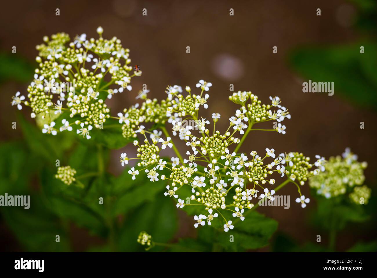 Lepidium draba, la cresson de table ou de table, ou Thanet cresson fleurs blanches plante médicinale de printemps sauvage Banque D'Images