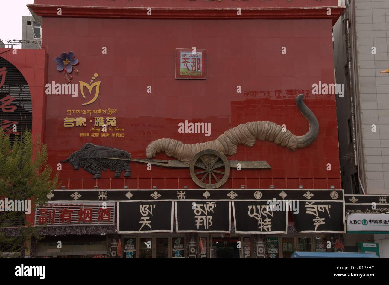 République populaire de Chine, Tibet, Lhassa: Exposition en façade d'une racine fongique exotique/catapillaire momifié, Ophiocordyceps sinensis ('yartse gompu' in Banque D'Images
