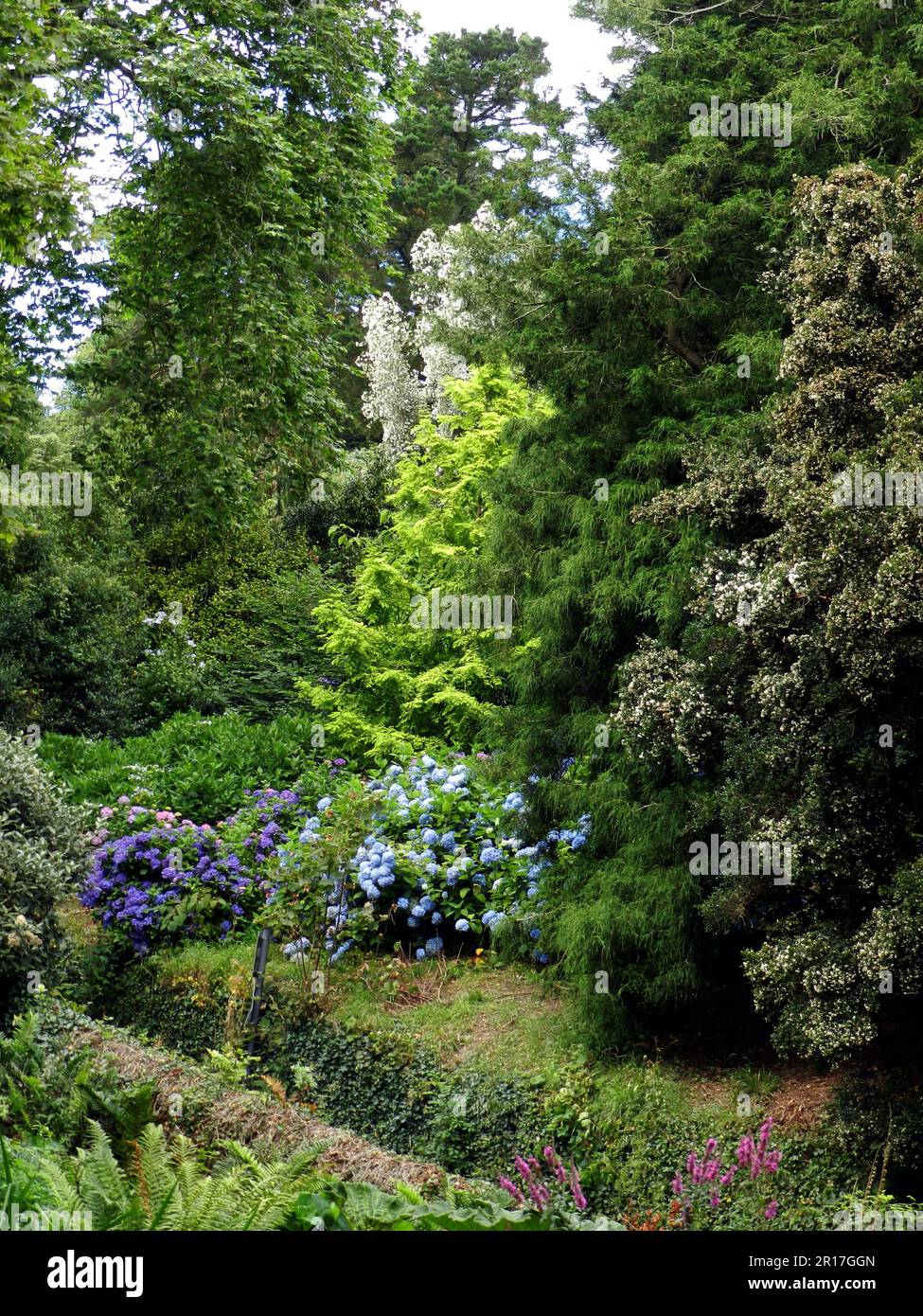 Angleterre, Cornouailles, Treliswick Gardens (National Trust) : arboretum coloré avec hortensias. Banque D'Images