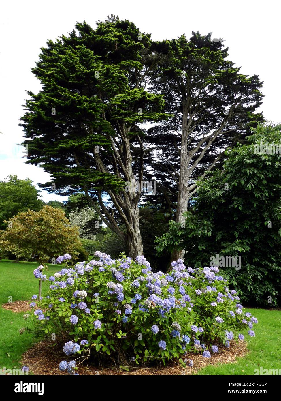 Angleterre, Cornouailles, Treliswick Gardens (National Trust) : hortensias en pleine fleur. Banque D'Images