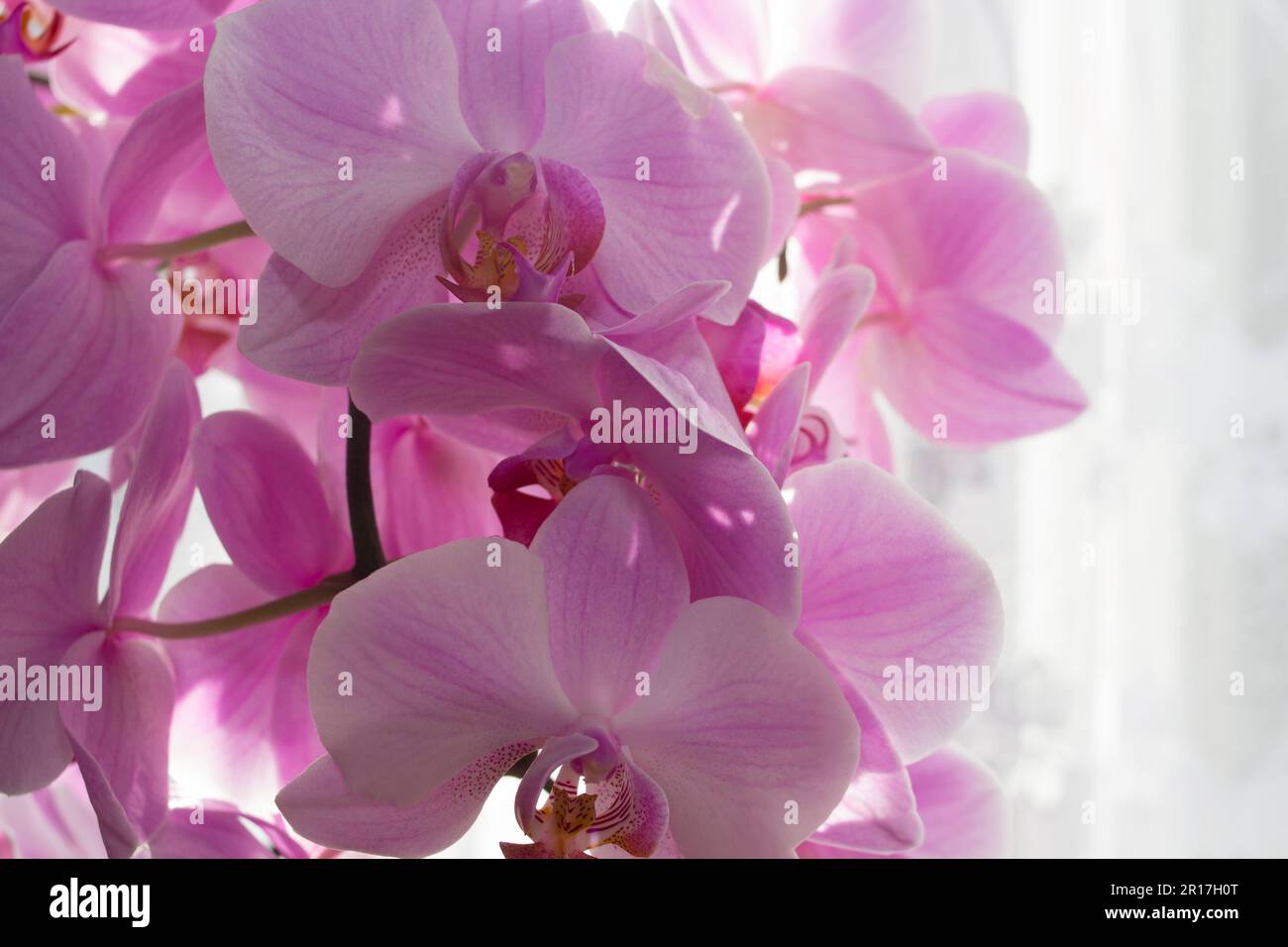 Une branche d'orchidées sur la fenêtre. Une fleur d'orchidée rose tropical, un fond floral. Belle maison bouquet de Thaïlande Orchid dans l'intérieur Banque D'Images