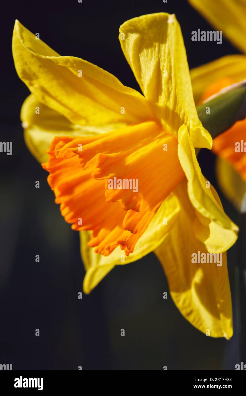 Harbingers du printemps: Jonquilles en pleine fleur, une icône du printemps britannique; Devon, Grande-Bretagne. Banque D'Images