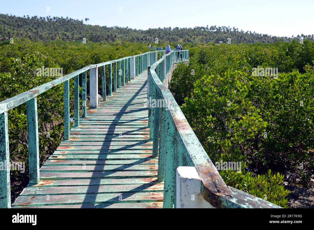 Philippines : l'île de Biri, au large de la côte nord-ouest de Samar, est une réserve marine protégée. Passerelle pour les visiteurs à travers les mangroves. Banque D'Images