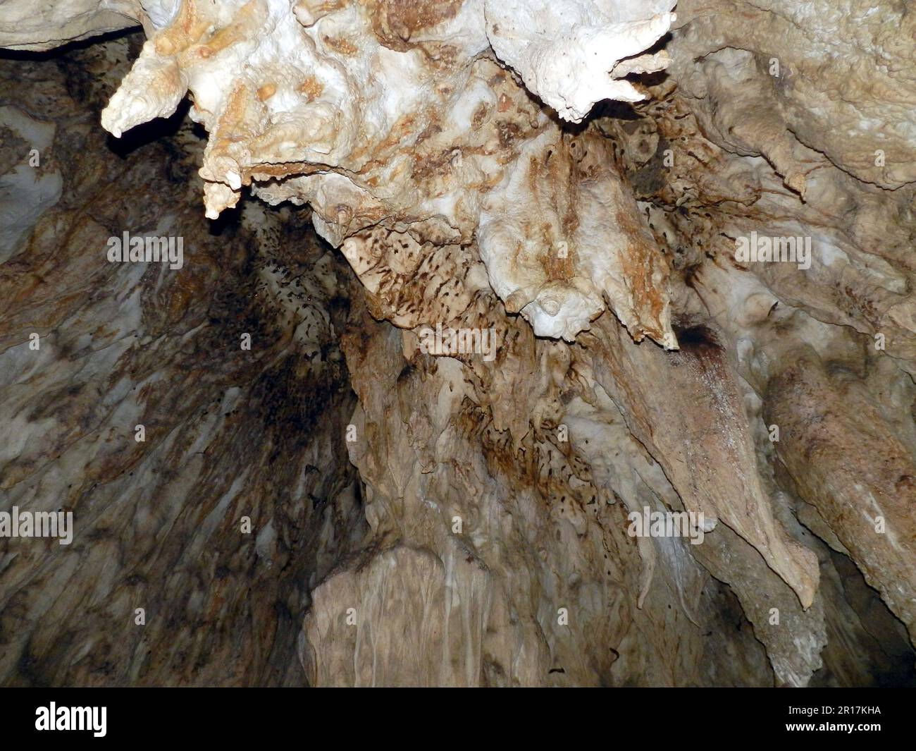 Les Philippines, Samar Island, Barangay Longsob, Guinogoan Cave Des centaines de chauves