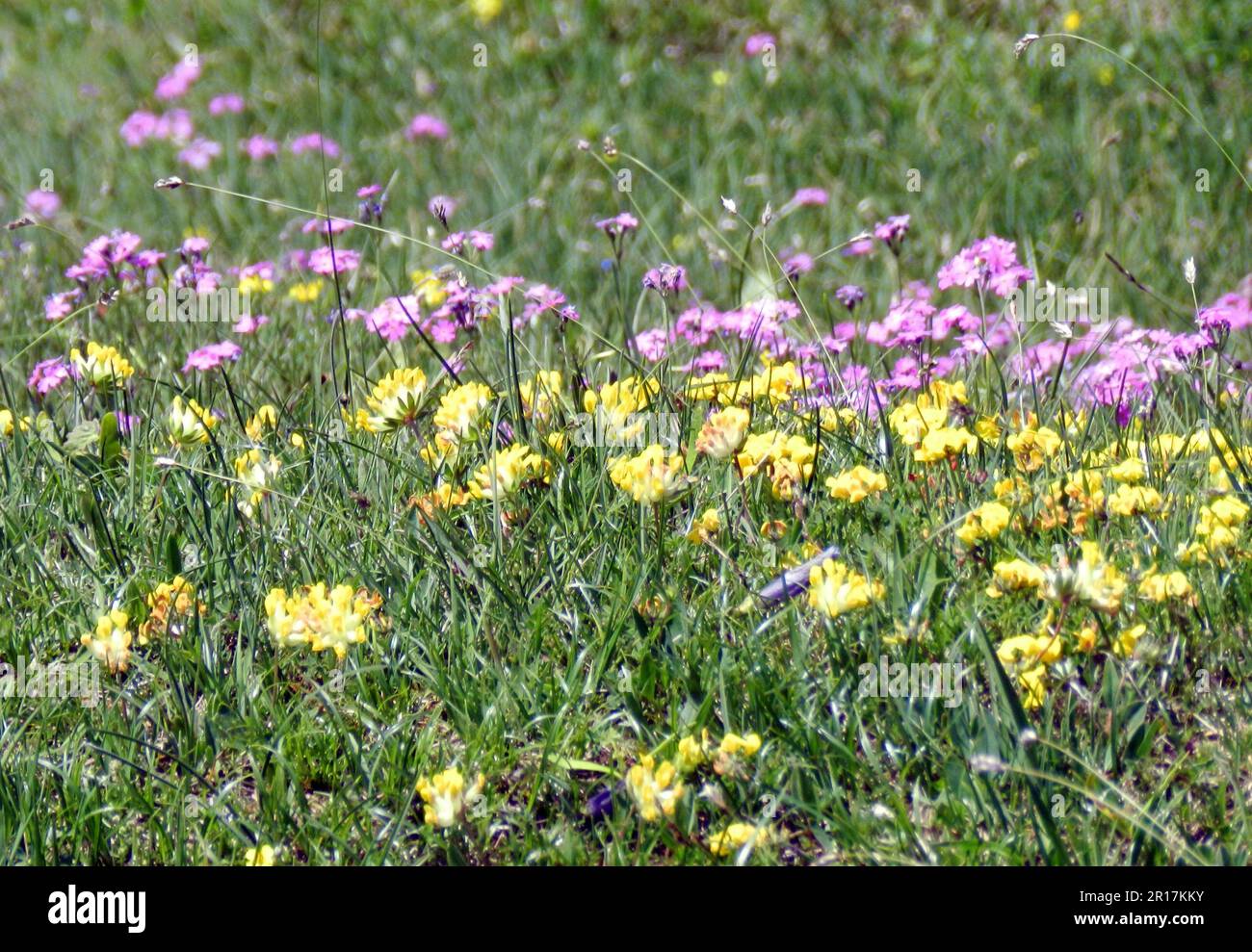 Allemagne, haute-Bavière, Mittenwald: Masses de la mouche commune des reins (Anthyllis vulneraria) et Birdsye Primroses (Primula farinosa) sur le Mont Kranzberg Banque D'Images
