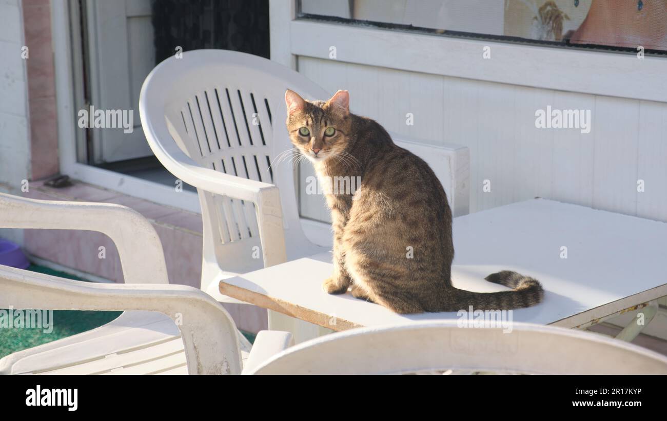 chat maigre gris sur chaise en plastique au coucher du soleil Banque D'Images