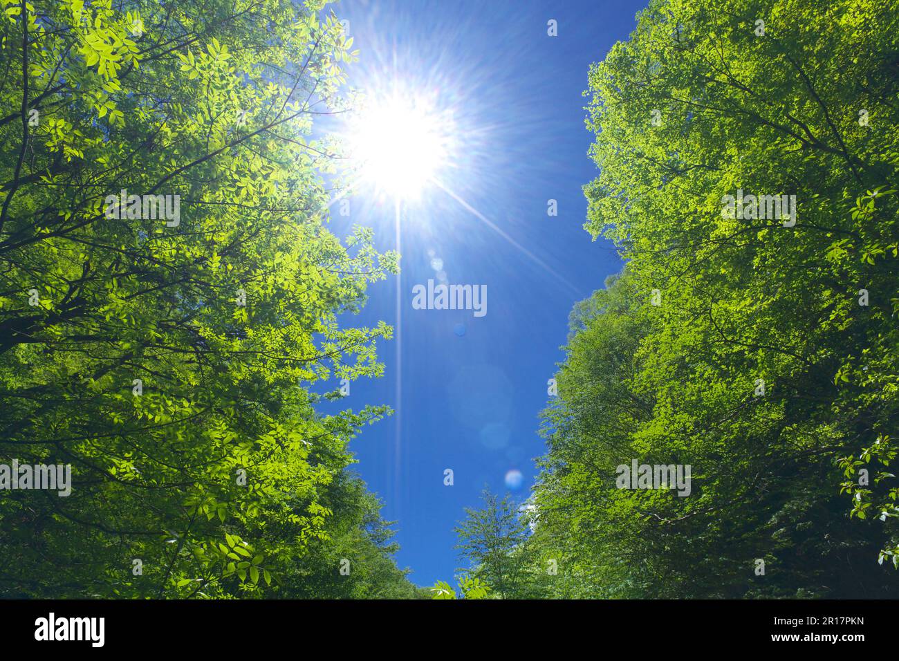 Verdure fraîche et vallée ensoleillée de Nishizawa Banque D'Images