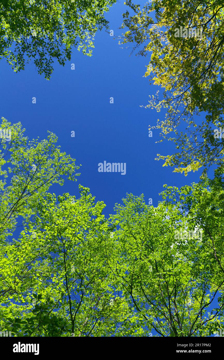 Ciel bleu et pleine de verdure vallée de Nishizawa Banque D'Images