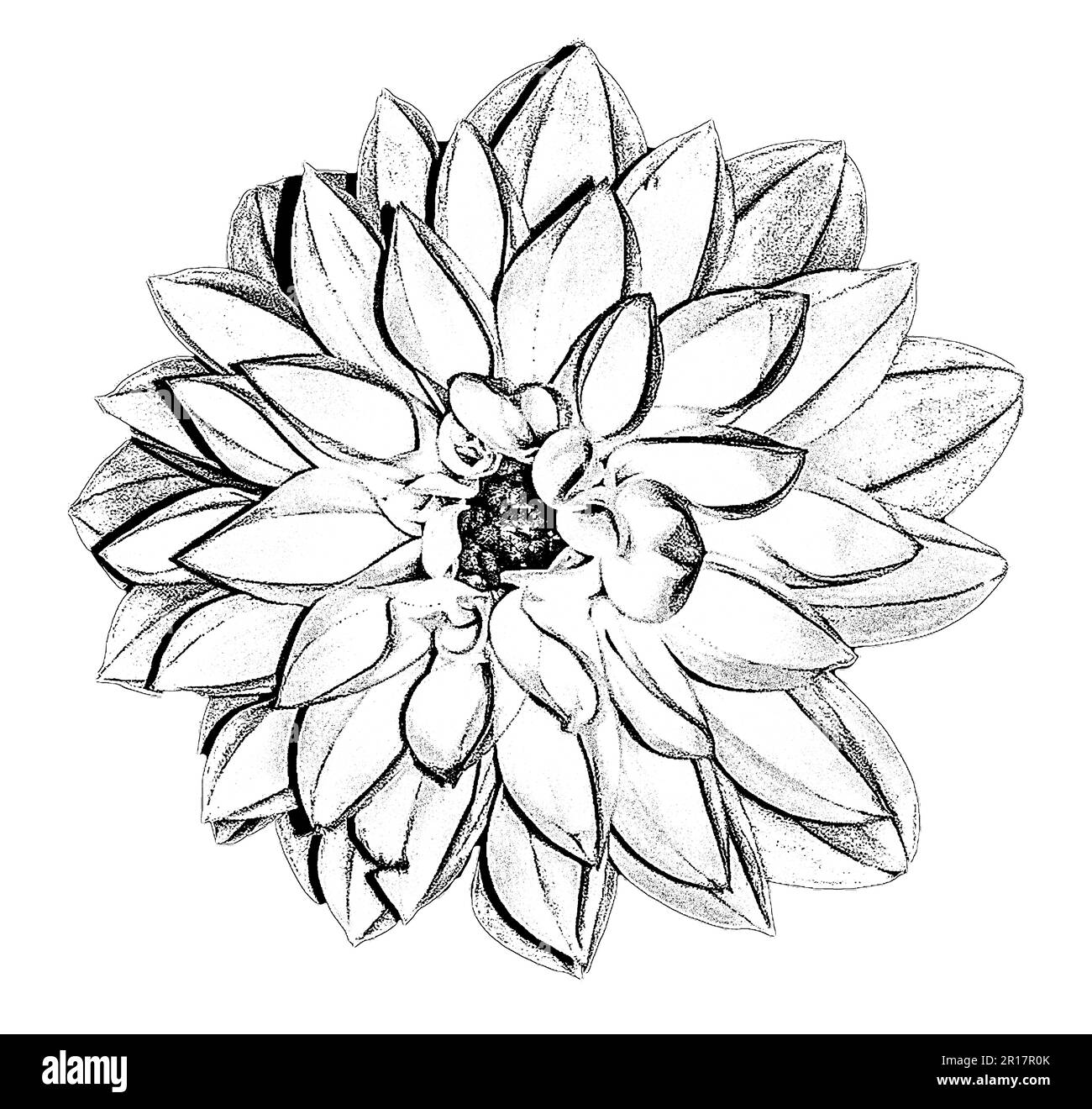 Dessin De Fleur Faner Banque Dimages Noir Et Blanc Alamy 8775