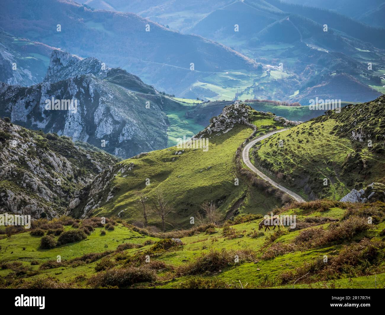 Chevaux paître sur le paysage dans les Picos de Europa près de Potes. Cantabrie, Nord de l'Espagne Banque D'Images