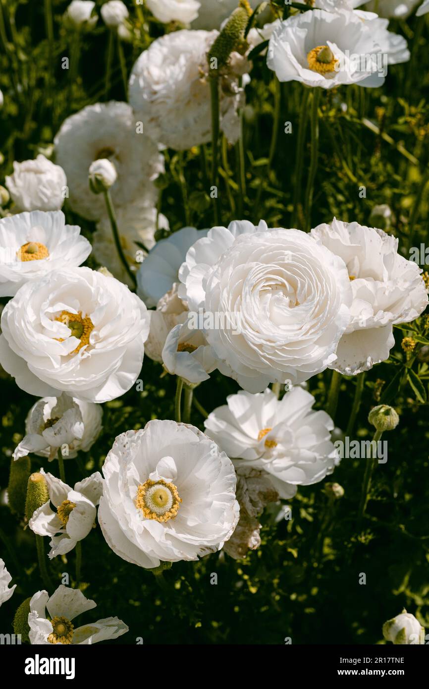 Gros plan sur les fleurs blanches de ranunclus Banque D'Images