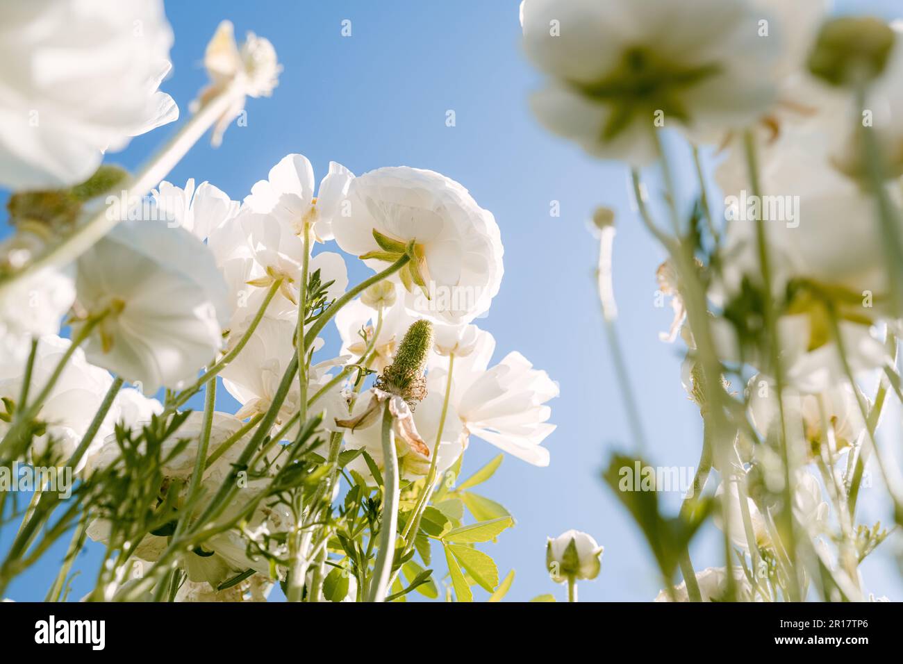 vue rapprochée du champ de fleurs blanches Banque D'Images