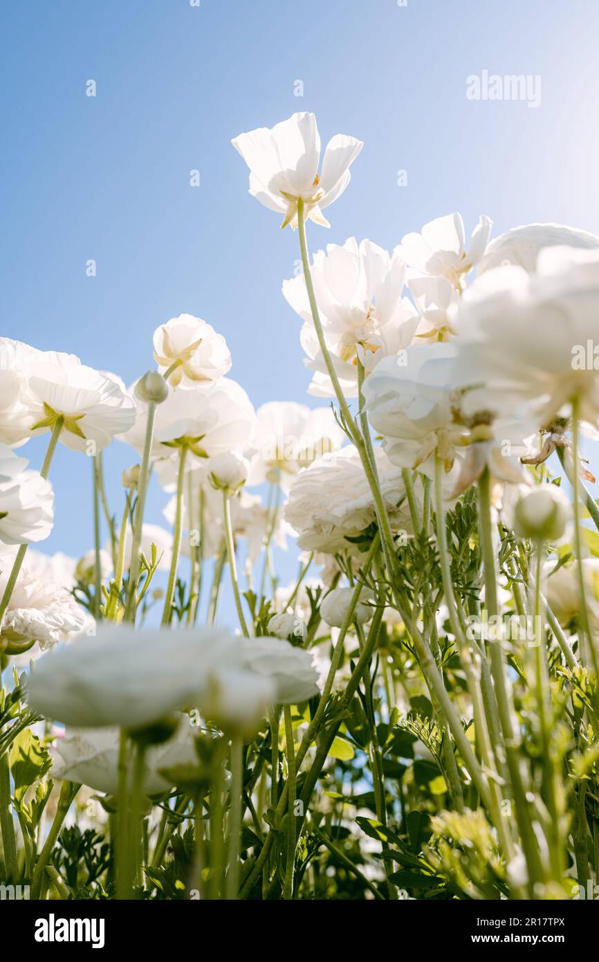 Vue de dessous de fleurs blanches de ranunculus Banque D'Images