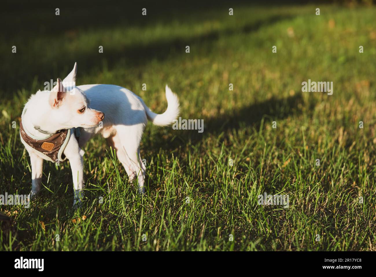 le joli chien chihuahua blanc regarde dans le soleil se tenant sur l'herbe verte Banque D'Images le joli chien chihuahua blanc regarde dans le soleil se tenant sur l'herbe verte Banque D'Images