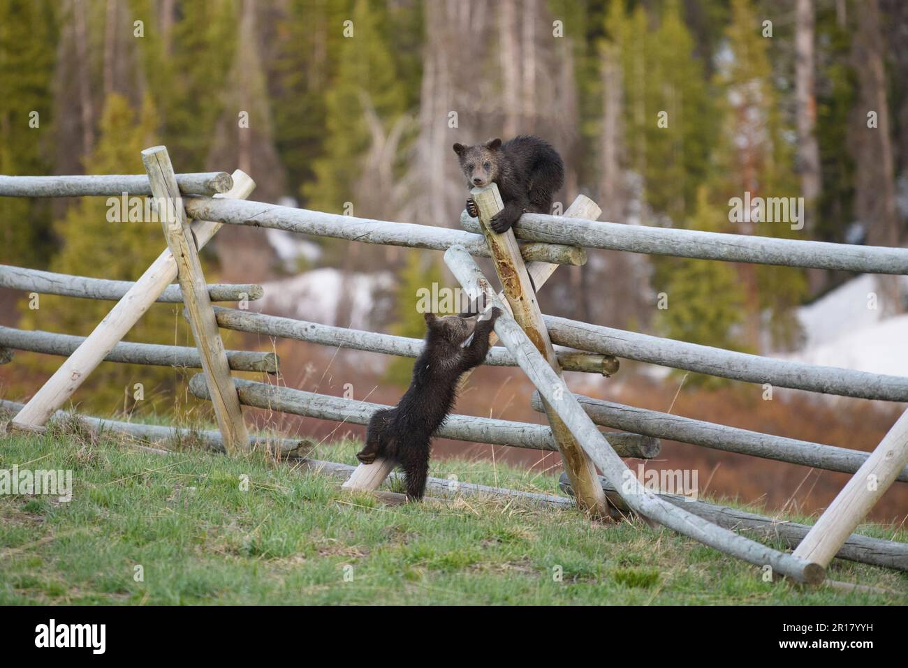 Des images ADORABLES et MIGNONNES d'un ourson ont été capturées pour aider son frère à monter une clôture. Banque D'Images