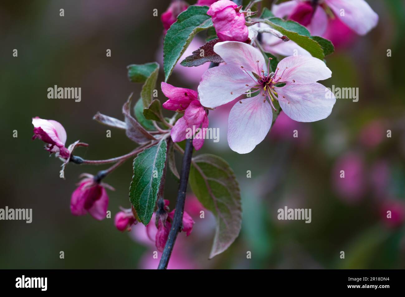 Fleurs de pommier en fleurs. Branche de pommier rouge en fleur Banque D'Images